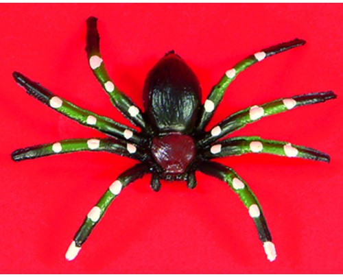 CONF. DA 6 RAGNI ASS